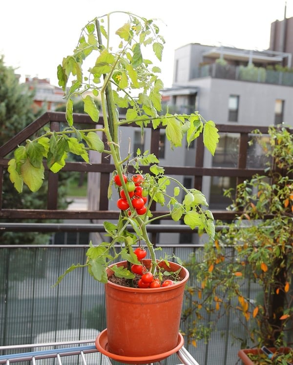 growing tomatoes in pots