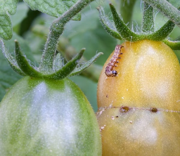 Carefully Inspect Your Plants Weekly