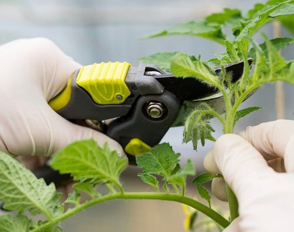 tomato growing tips Pruning and Removing Suckers