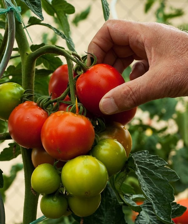 Growing Tomatoes in Pots