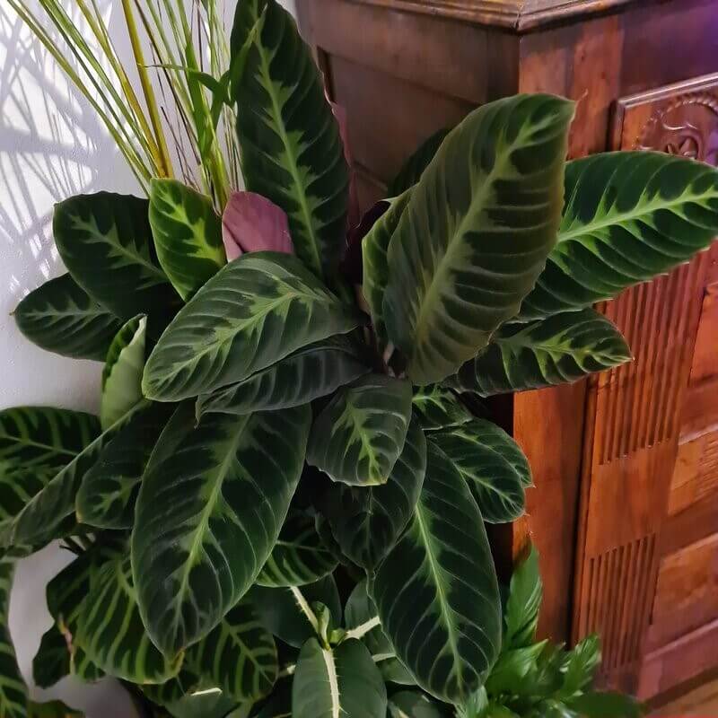 Calathea Warscewiczii