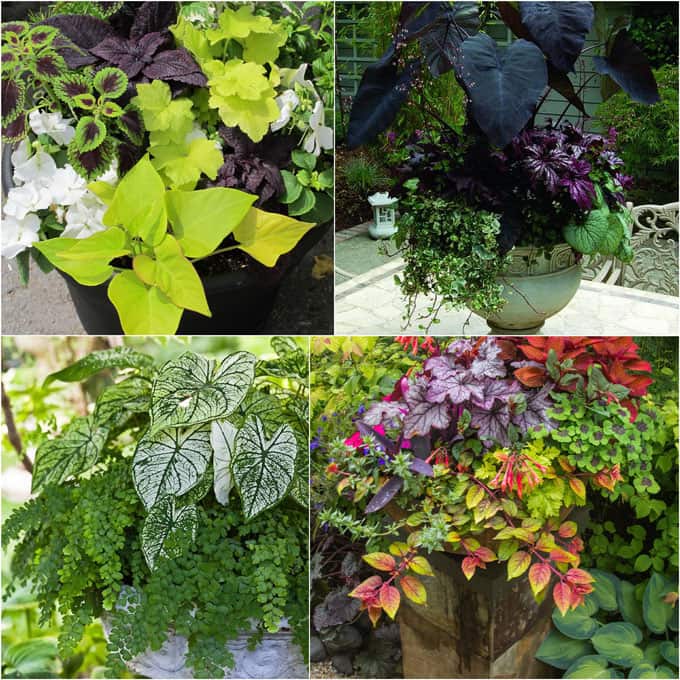 How to create beautiful shade garden pots using easy to grow plants with showy foliage and flowers. And plant lists for