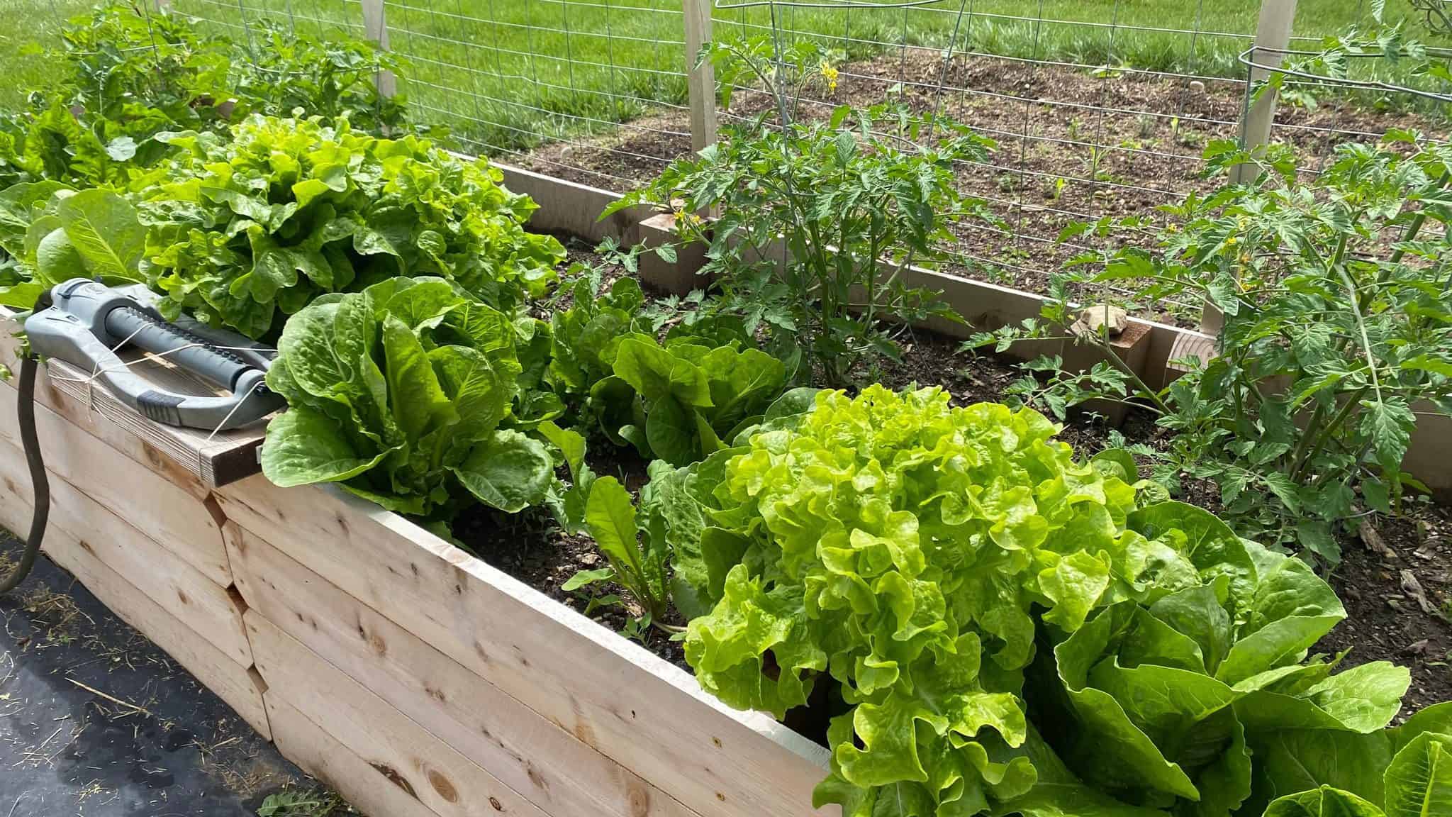 Used From Our Raised Beds Facebook Group