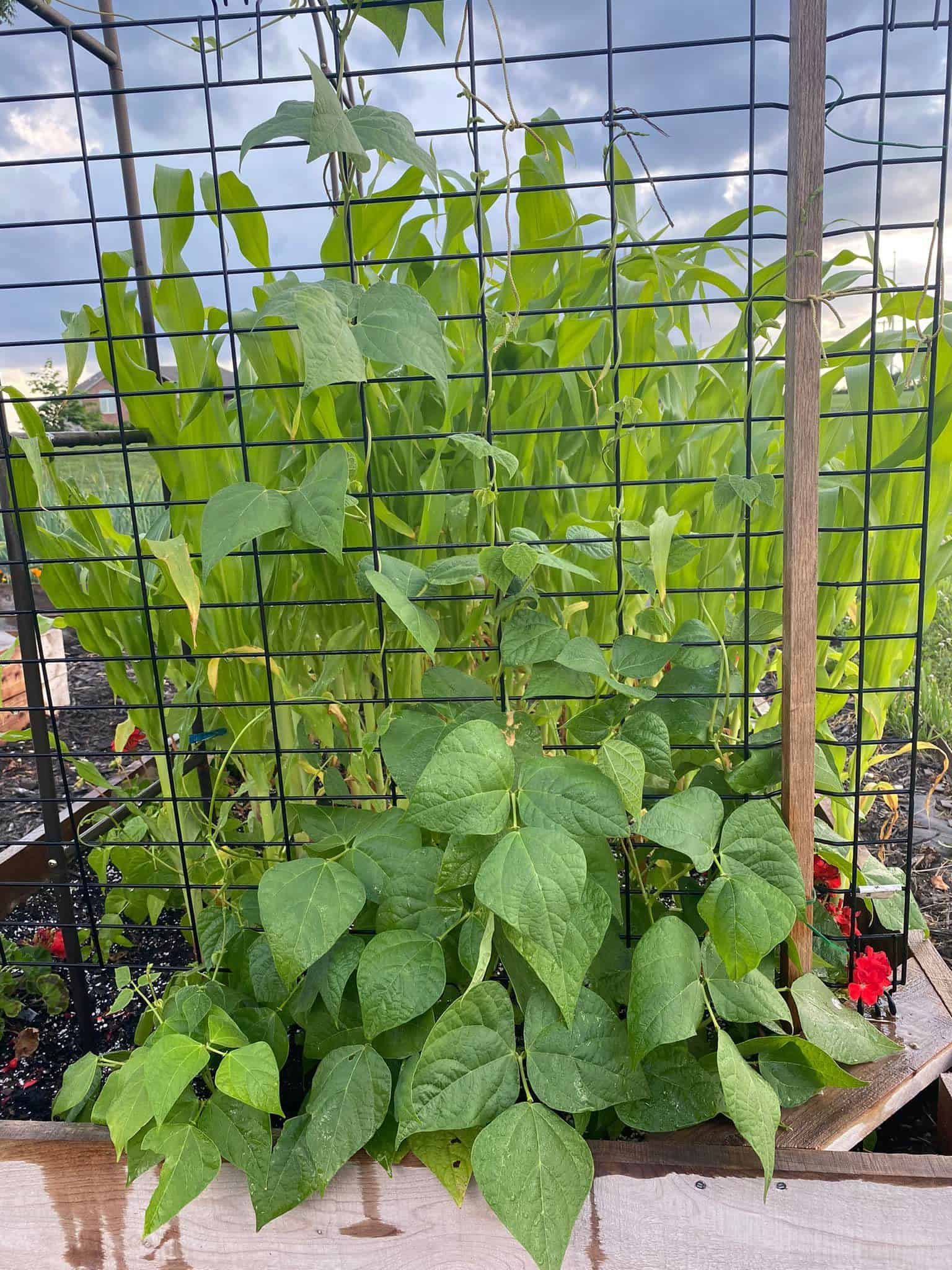 Used From Our Raised Beds Facebook Group