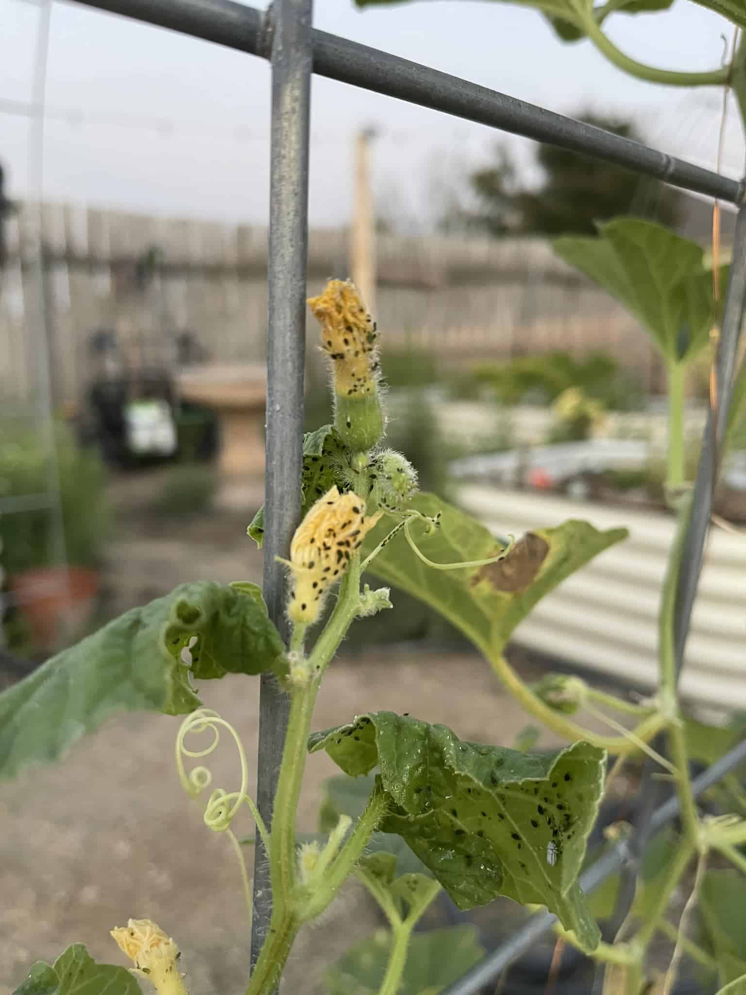 Used From Our Raised Beds Facebook Group