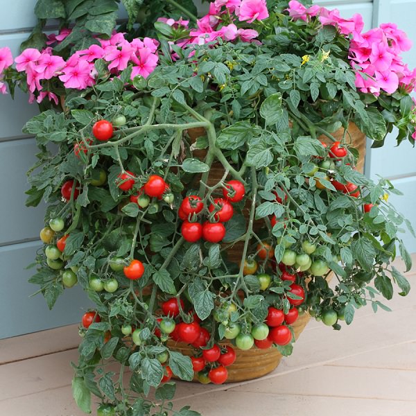 Plant Tomato Varieties that Perform Best in Pots