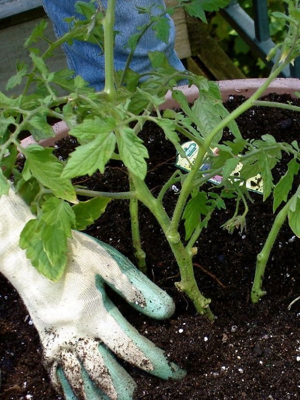 Use the Right Technique to Plant
