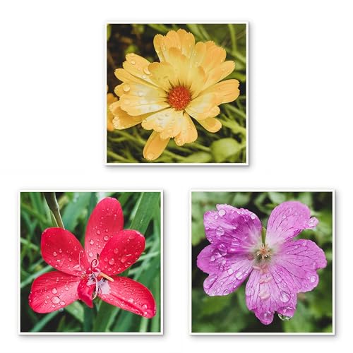 The Virtue of God Kissed by Rain — Summer Garden