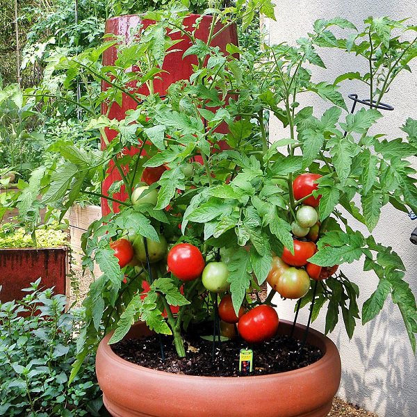 Enrich Your Plants with Organic Fertilizer