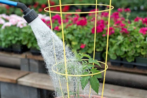 Water the Plants the Right Way
