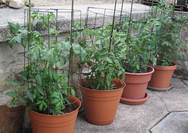 Support the Tomato Plants