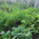 Backyard Alberta zone 3 vegetable garden with companion planting chart for Canada used to plant.