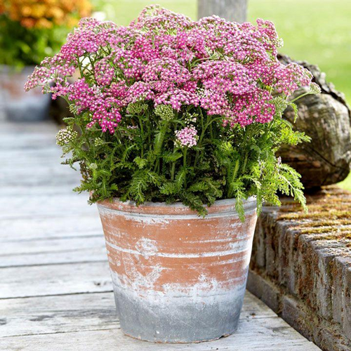 Perennial Flowers with Spring and Autumn Blooms