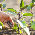 why do we fertilize vegetable plants