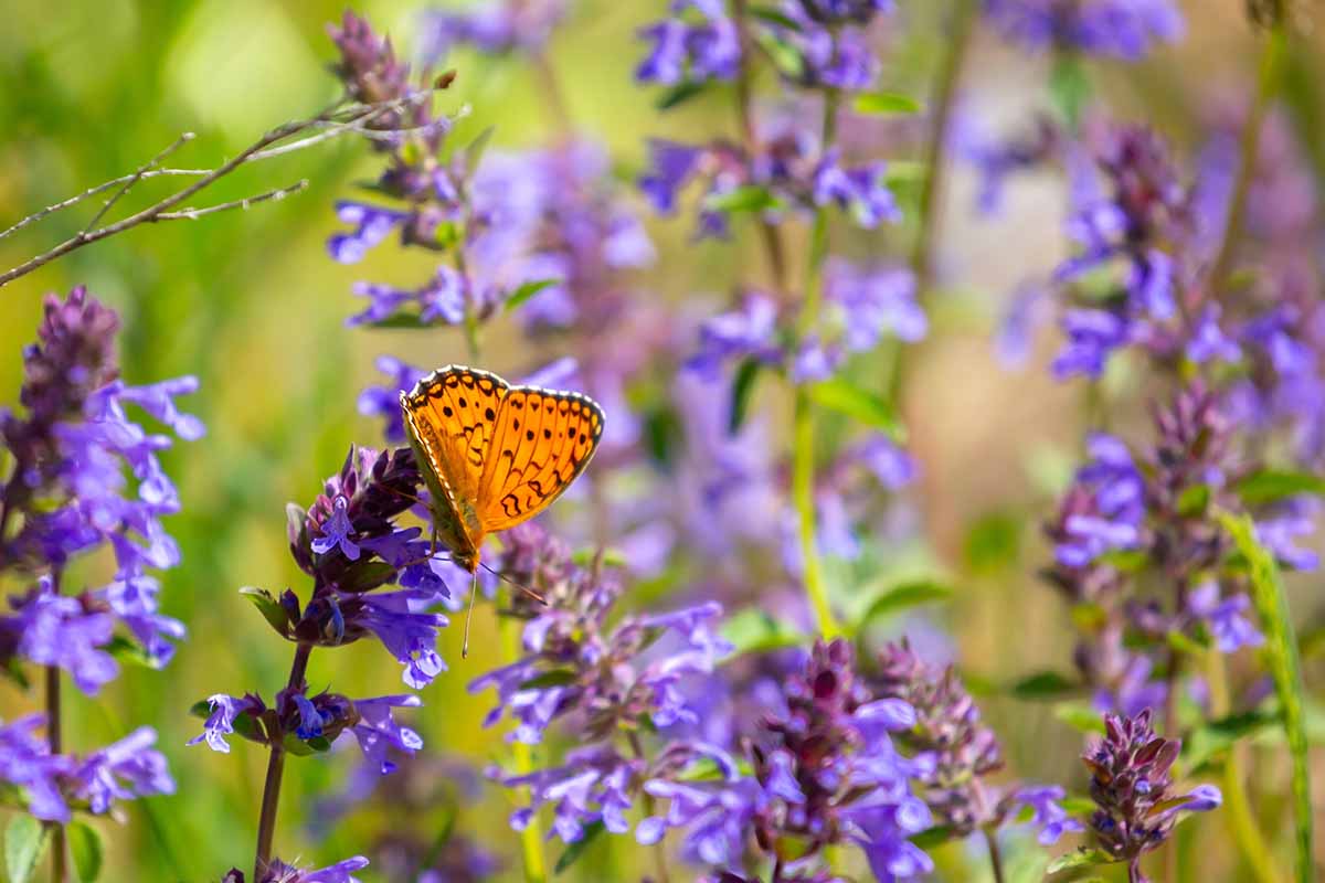 A close up horizontal image of a butterfly on purple flowers pictured in light spring sunshine on a soft focus backgroun