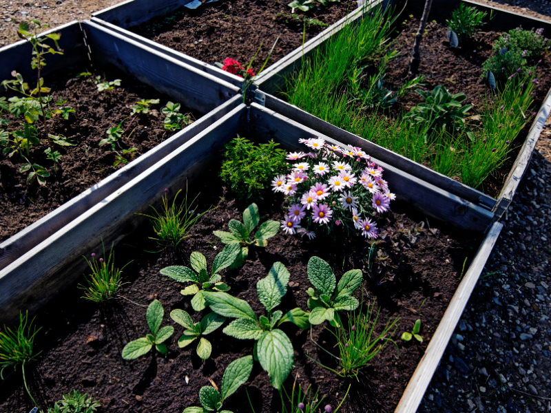Raised bed gardens that are placed too close together.