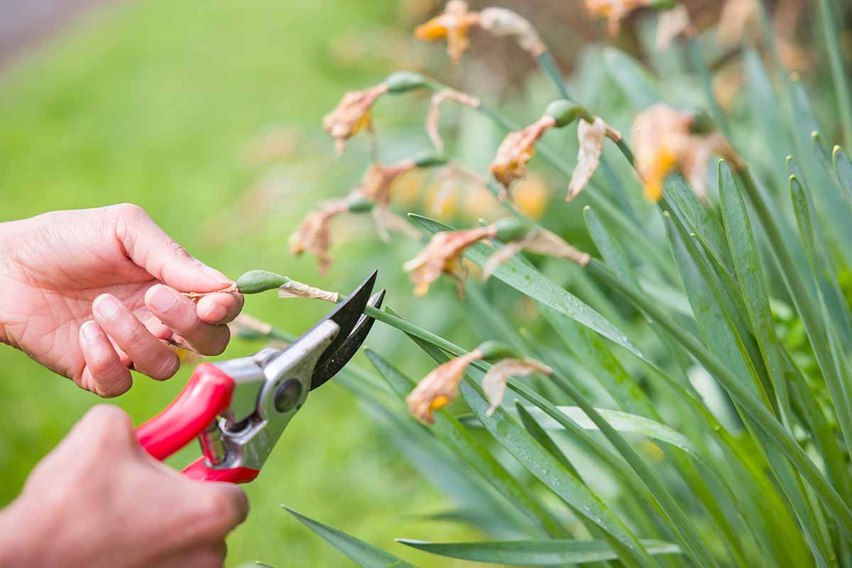 A close up horizontal image of a gardener's hands from the left of the frame using pruners to deadhead daffodils in the 