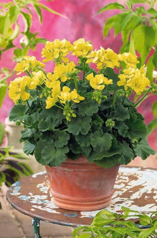 Flowers That Bloom Perennially From Spring to Autumn