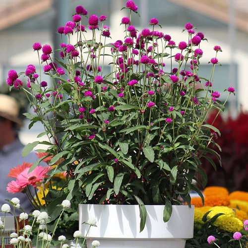 best Blooming Perennial Flowers in the Spring