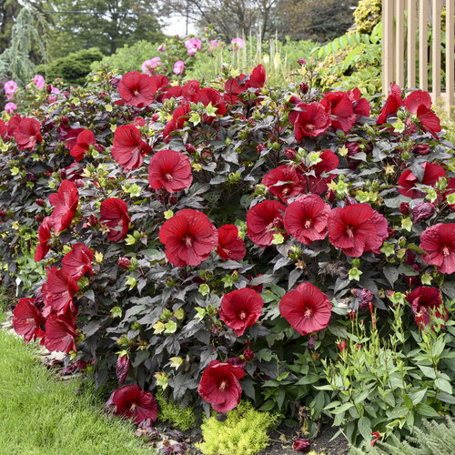 Flowers That Bloom Perennially From Spring