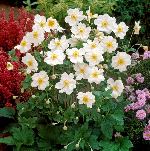 Flowers That Bloom Perennially From Spring to Autumn