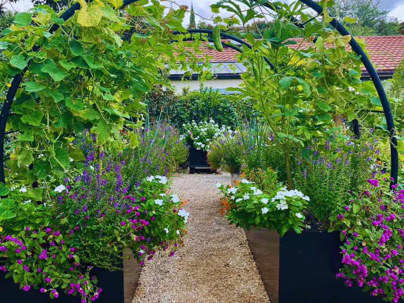 black steel garden beds connected with two moon arch trellises.