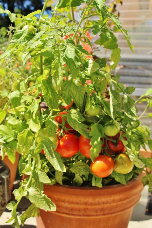 Grow Determinate Tomatoes