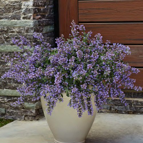 Perennial Flowers That Bloom From Spring to Fall Continuously