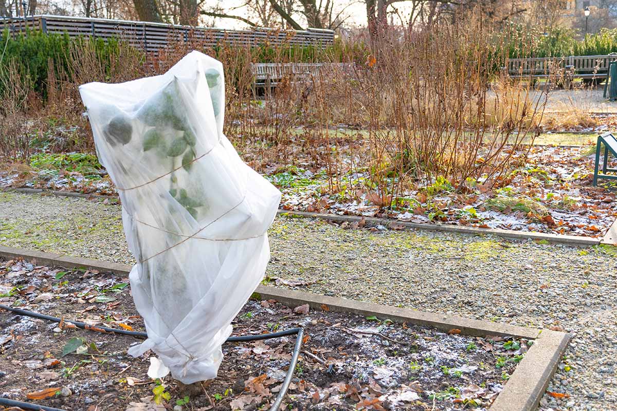 A horizontal image of a garden at the end of winter with a rose bush covered in frost cloth.