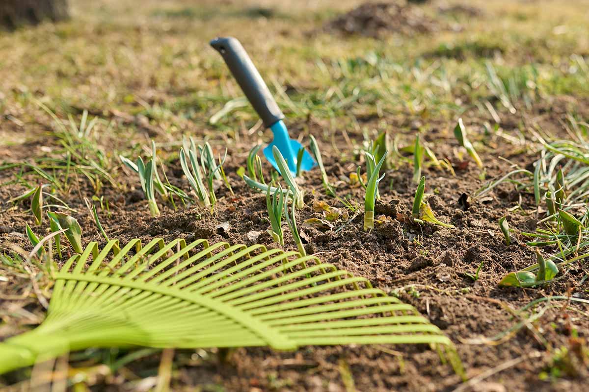 A close up horizontal image of a rake on the ground and a trowel stuck in the soil.