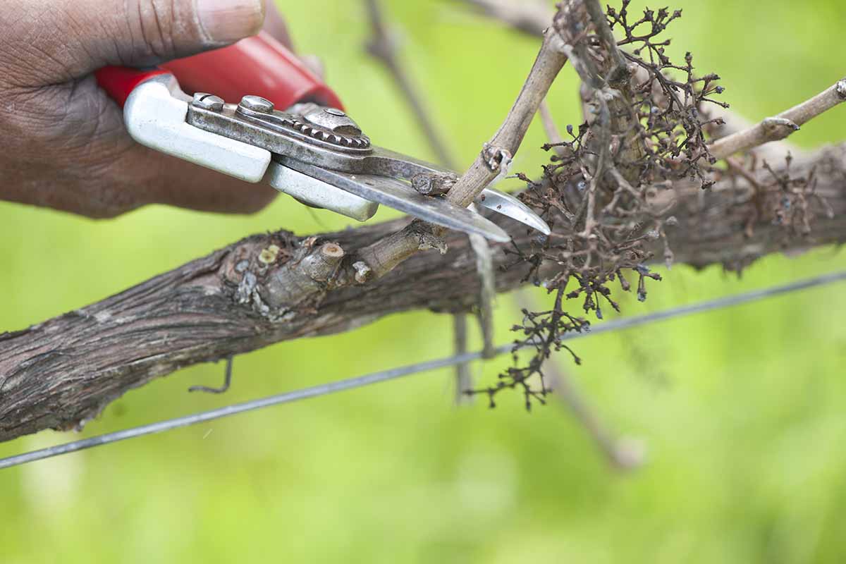 A close up horizontal image of a hand from the left of the frame using a pair of pruners to snip the branches of a shrub
