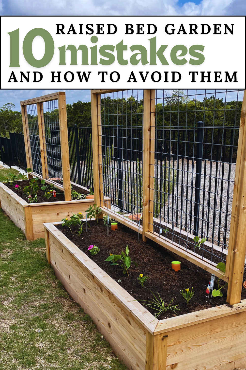 10 Raised Garden Mistakes and How to Avoid Them. Image of two cedar wood raised garden beds with wooden and metal trelli
