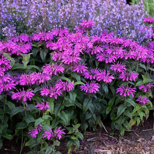 Perennial Flowers That Bloom From Spring to Fall Continuously