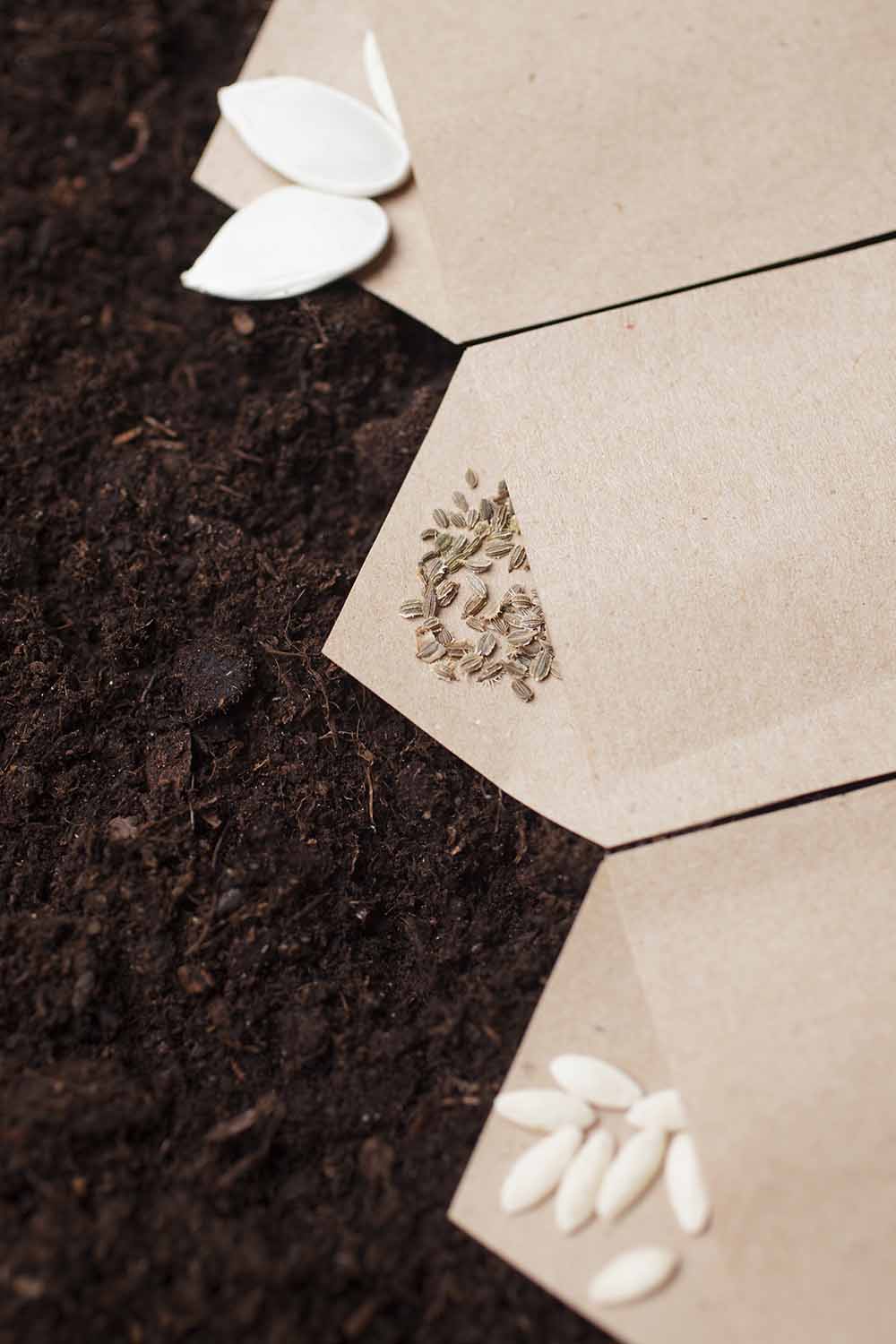A close up vertical image of paper seed packets set on dark soil with seeds spilling out.