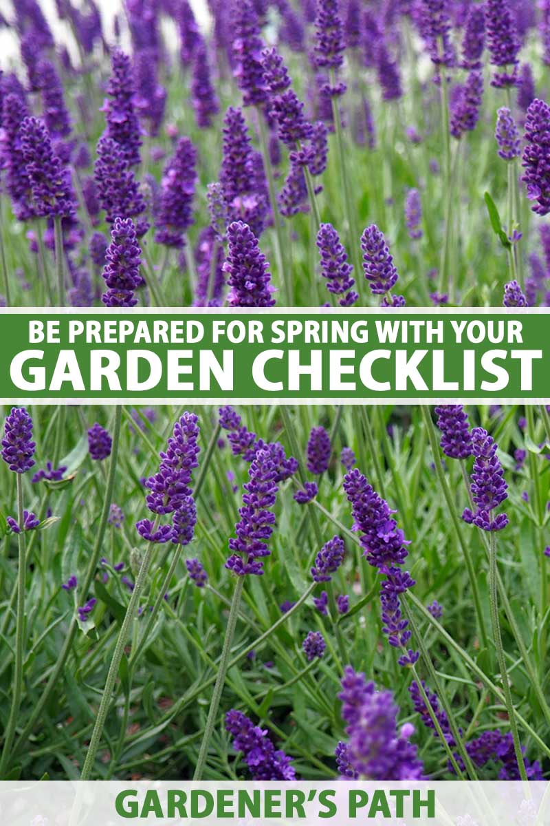 A close up vertical image of lavender flowers growing in the spring garden. To the center and bottom of the frame is gre