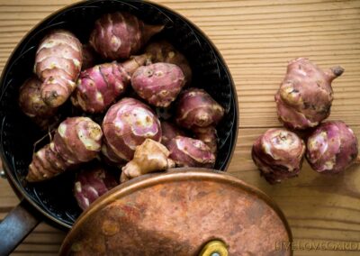 Sunchoke Recipes a pot full of sunchokes