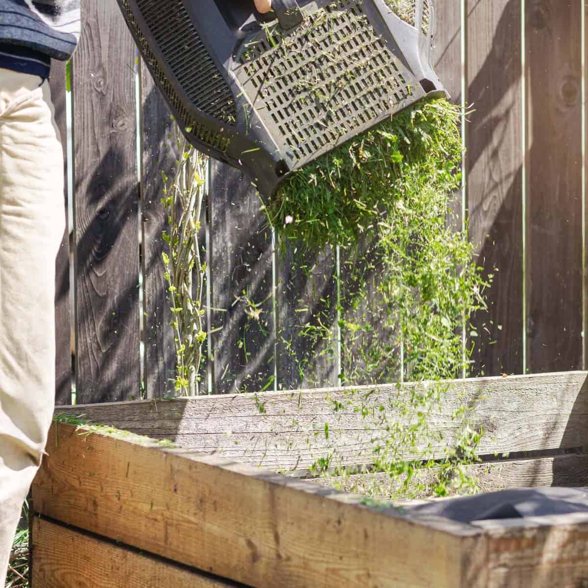 Watering herbs in a wooden garden planter for healthy growth.