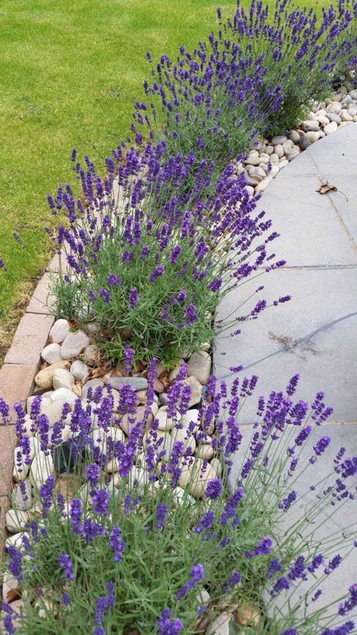 4. Serene Elegance with Lavender and Stone Borders