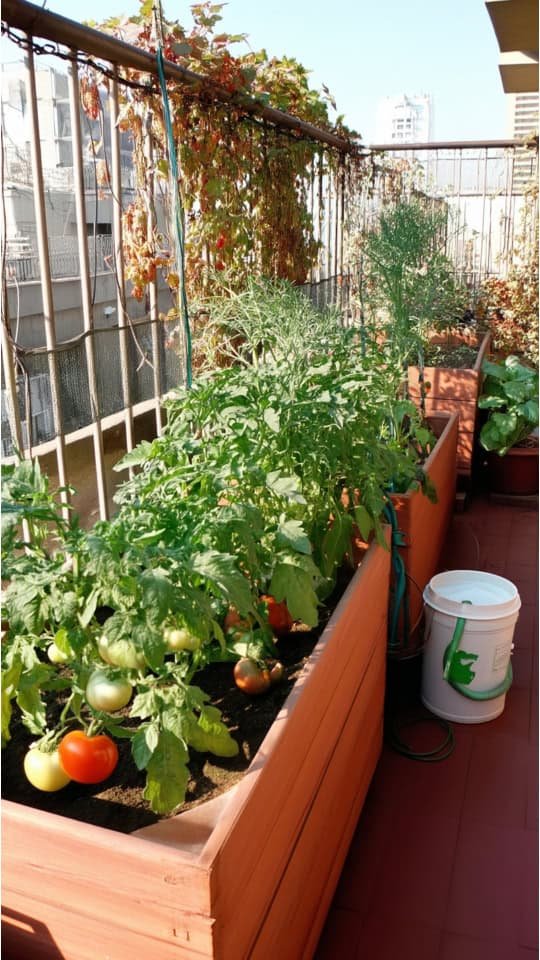 Vegetable 1