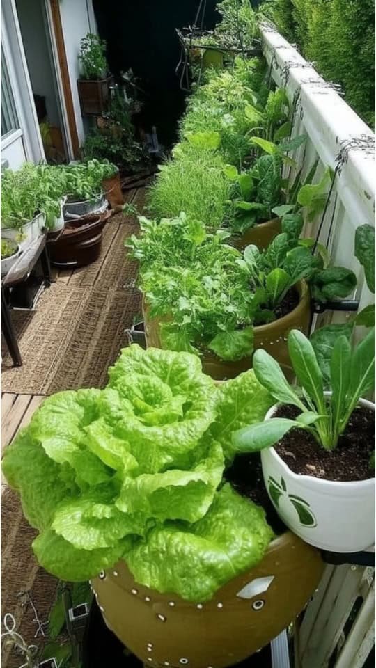 Vegetable 2
