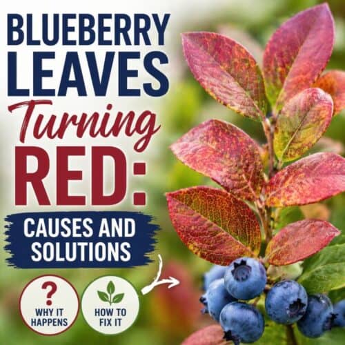Are your blueberry leaves turning red? Learn the most common causes—from soil pH to nutrient issues—and simple solutions