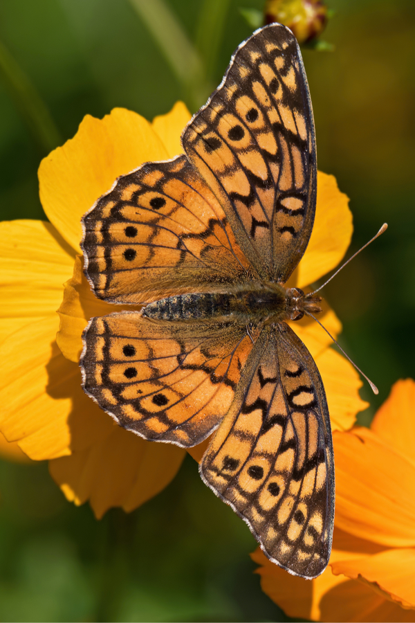Cosmos are attractive to many pollinators including butterflies, bees and birds. For this reason, they are an excellent 