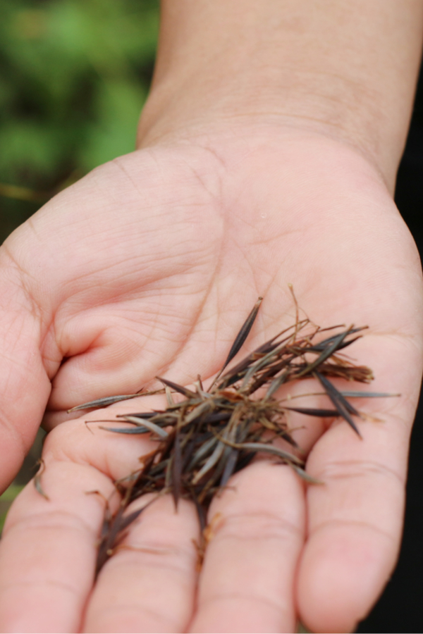 Saving seeds is as easy as allowing a seed head to dry, and then shake the seeds from the petals. Remember that only hei