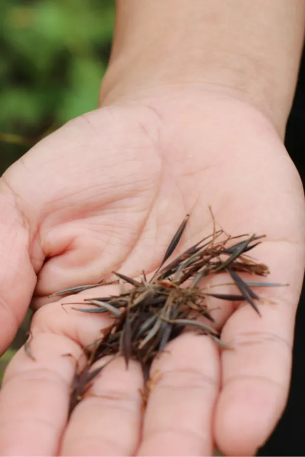 Saving seeds is as easy as allowing a seed head to dry, and then shake the seeds from the petals. Remember that only hei