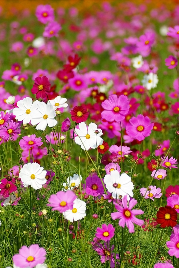 Cosmos are incredible self seeders. They will often grown new starts from their spent seeds in the same growing season. 