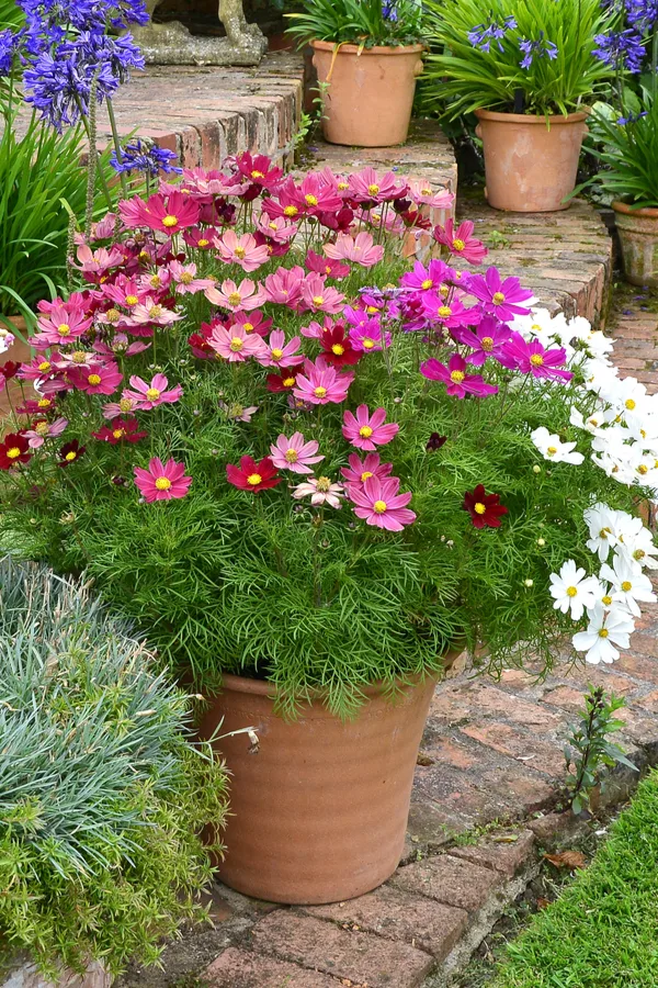 Cosmos grow well in flowerbeds, but work well in containers too. The drought and heat resistant plants hold up well as p