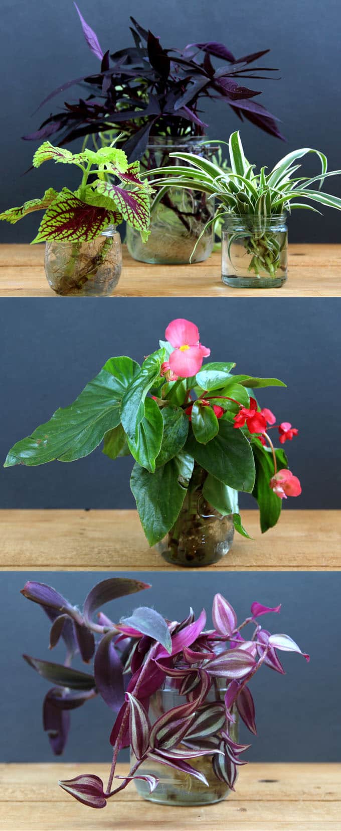 The easiest and most foolproof way to grow indoor plants in glass bottles and water. 10 beautiful plants for an easy-car