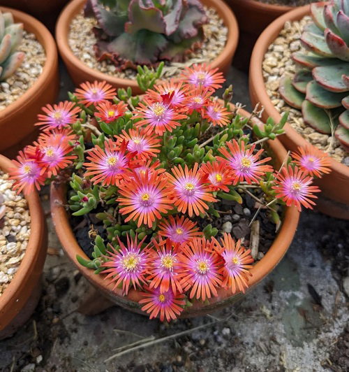lovely Flowers That Bloom Perennially From Spring