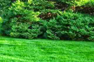 landscape design backyard.