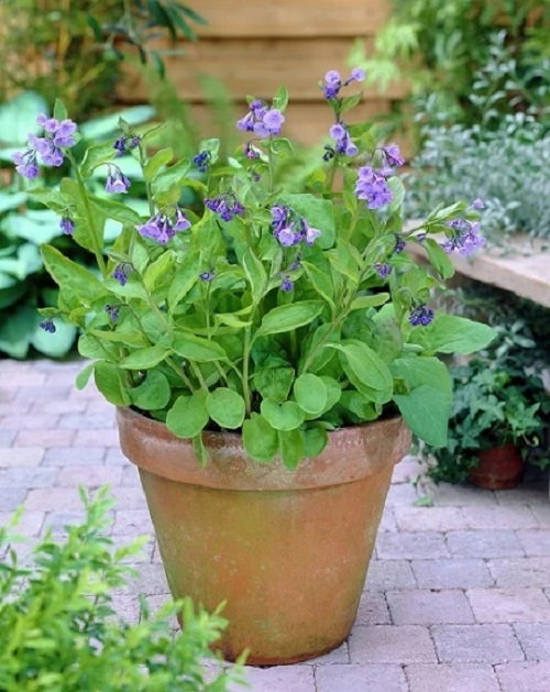 beautiful Perennial Flowers That Bloom From Spring to Fall Continuously